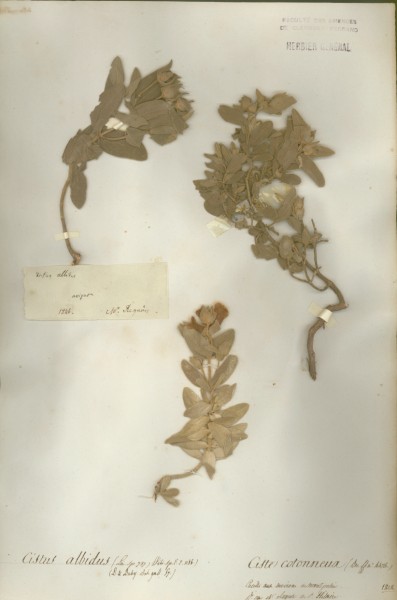 Cistus albidus CLF015752