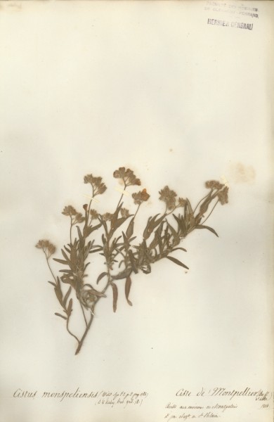Cistus monspeliensis CLF015797