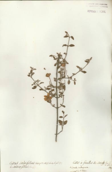 Cistus salvifolius CLF015818