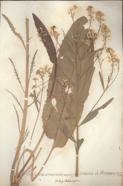 Cochlearia armoracia CLF014082