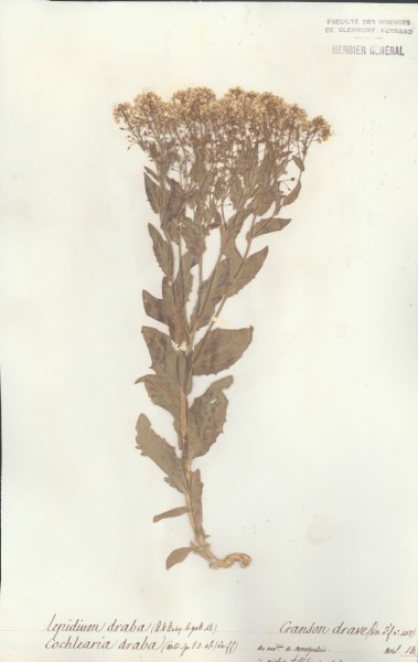 Cochlearia draba CLF014760