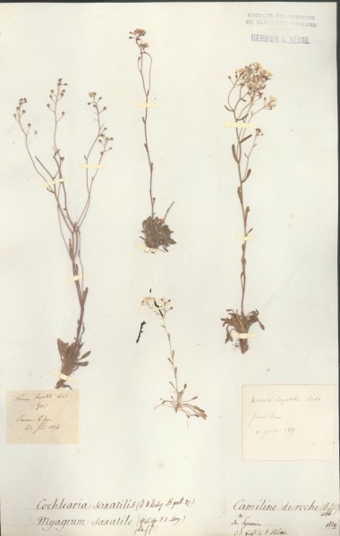 Cochlearia saxatilis CLF014112