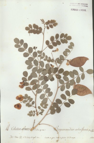 Colutea arbarescens CLF026618