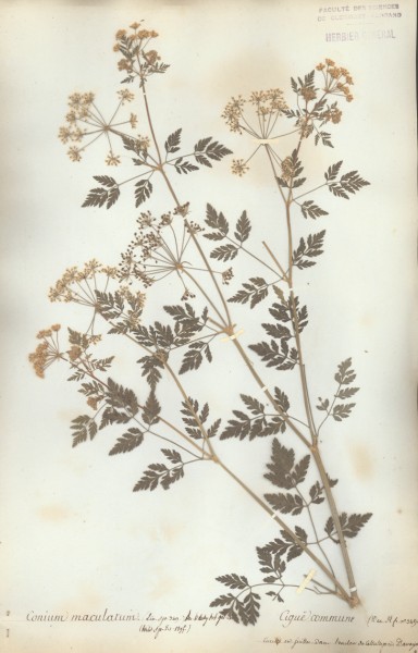 Conicum maculatum CLF038589