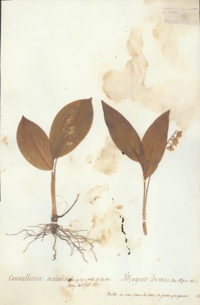 Convallaria ma&Atilde;¯alis