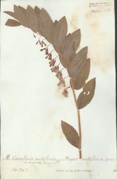 Convallaria multiflora