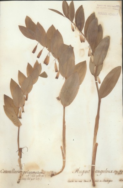 Convallaria polygonatum