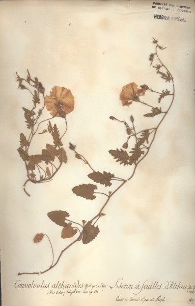 Convolvus althaeo&Atilde;¯des CLF065372