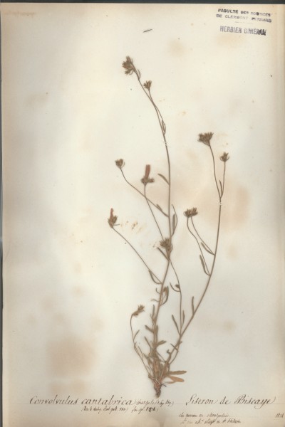 Convolvus cantabrica CLF065411