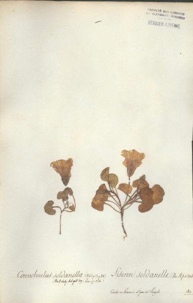 Convolvus soldanella CLF065469