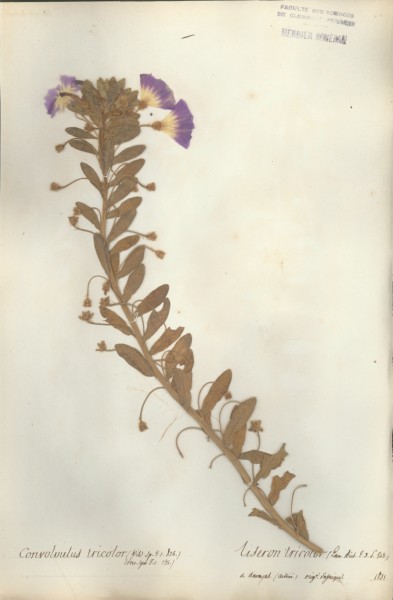 Convolvus tricolor CLF065477