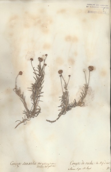 Conyza saxatilis CLF046078