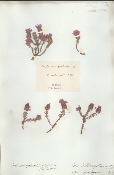 Coris monspeliensis
