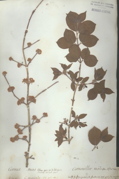 Cornus masCLF042823