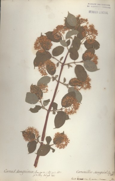 Cornus sanguinea CLF042835