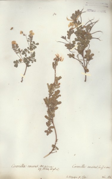 Coronilla emerus CLF029515