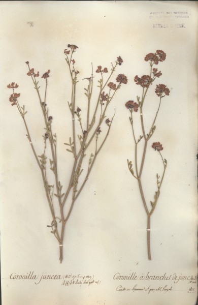 Coronilla juncea CLF029532