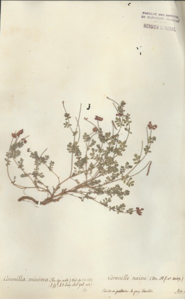 Coronilla minima CLF029548