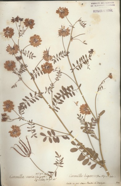 Coronilla varia CLF029583