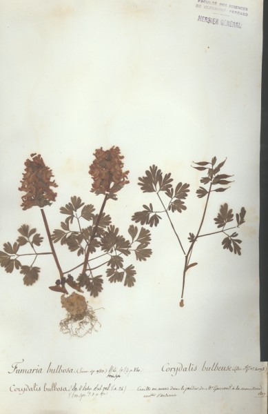 Corydalis bulbosa CLF009687