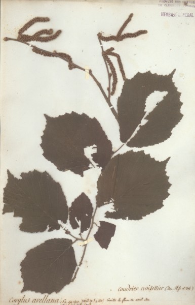 Corylus avellana