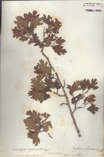 Crataeg0us oxyacantha CLF034524