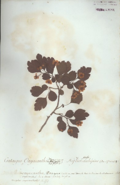 Crataegus oxyacanthoides CLF034523