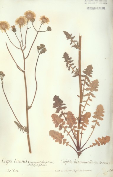 Crepis biennis CLF052143