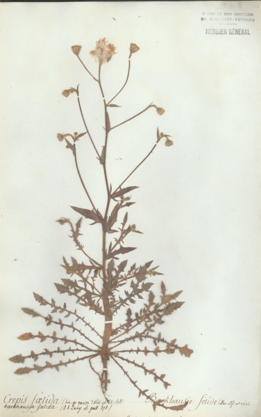 Crepis foetida