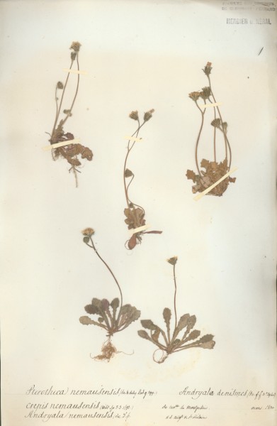 Crepis nemausensis CLF052272