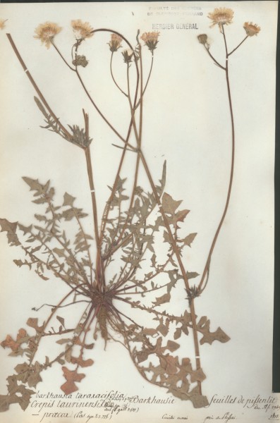 Crepis taurinensis