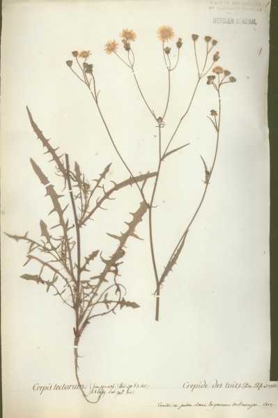 Crepis tectorum CLF052226