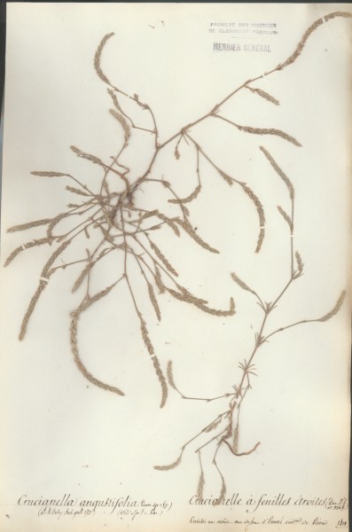 Crucianella angustifolia CLF044360