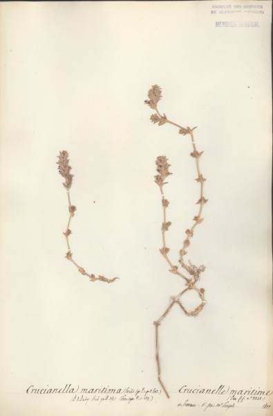 Crucianella maritima