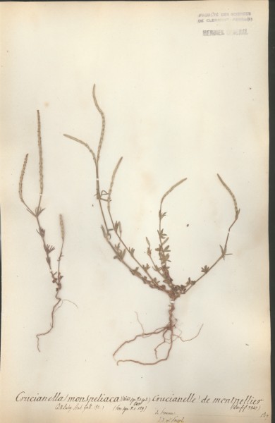 Crucianella monspeliaca