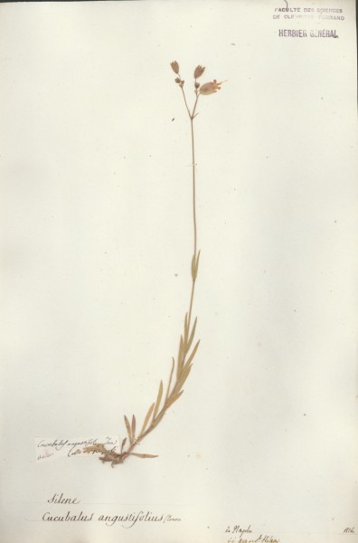 Cucubalus angustifolius CLF018585