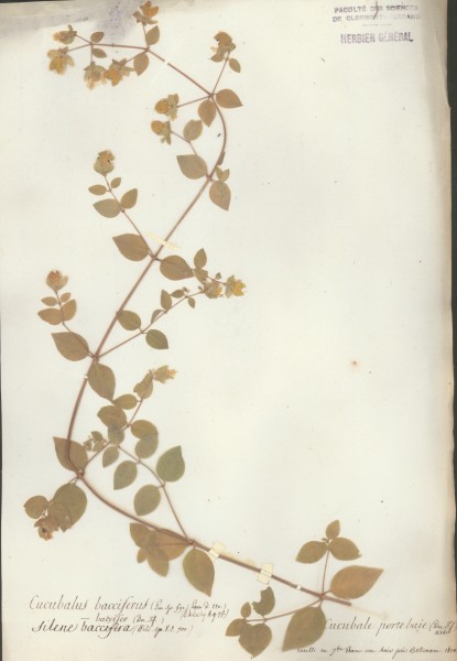 Cucubalus bacciferCLF019079