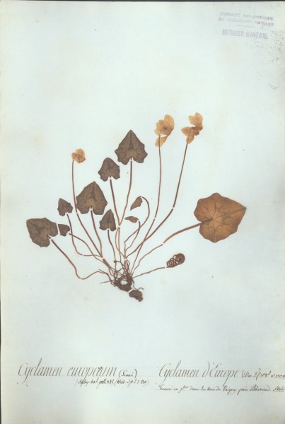 Cyclamen europaeus