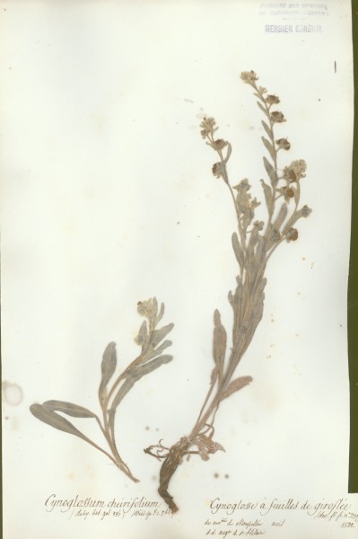 Cynoglossum cheirifolium CLF062509