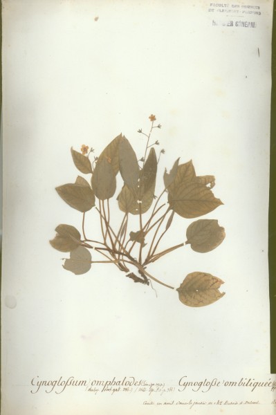 Cynoglossum omphalodes CLF062488