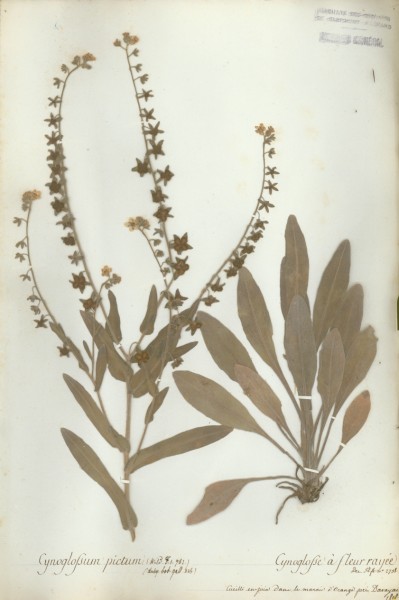 Cynoglossum pictum CLF062529