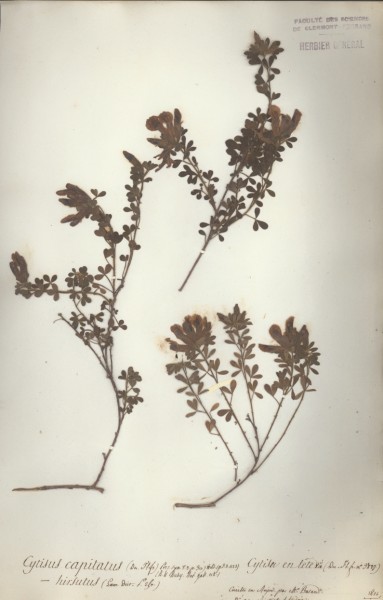 Cytisus capitatus CLF024620