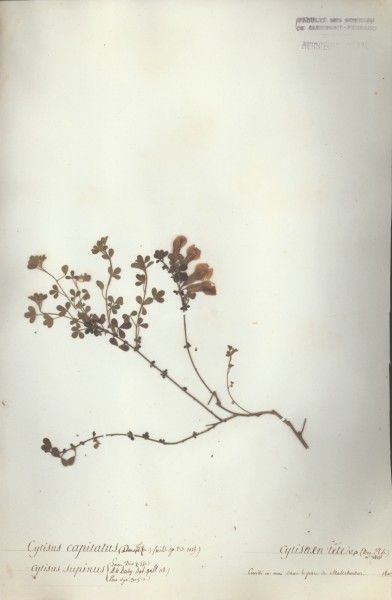 Cytisus capitatus CLF024622