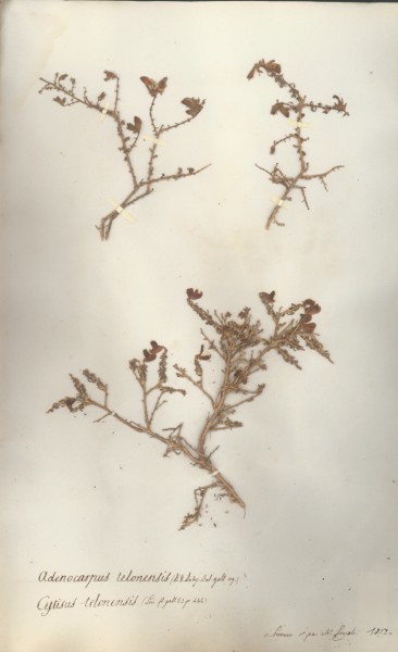 Cytisus telonensis CLF24209