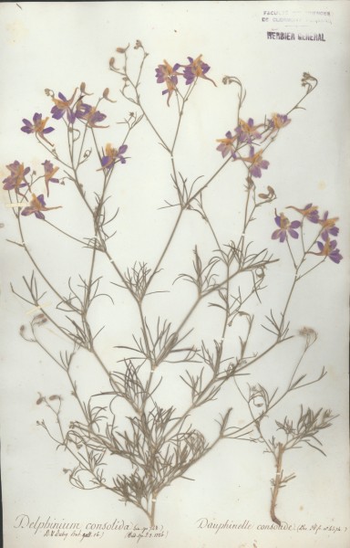 Delphinium consolida CLF007428
