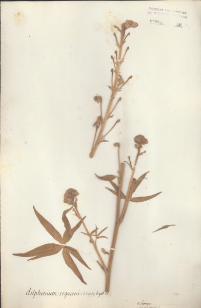 Delphinium requieni CLF007472