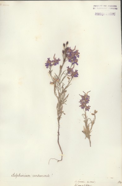 Delphinium verdunense CLF007463
