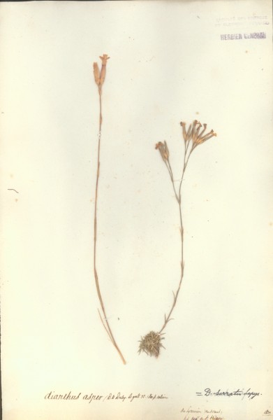 Dianthus asper CLF018141
