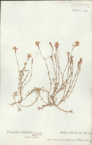 Dianthus deltoides CLF018067