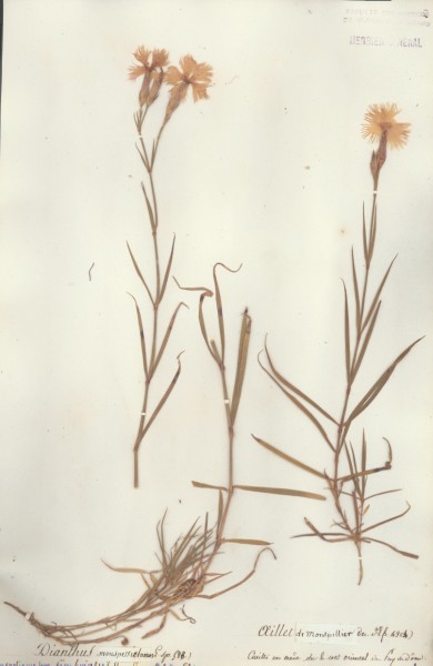 Dianthus monspessulanus CLF018116